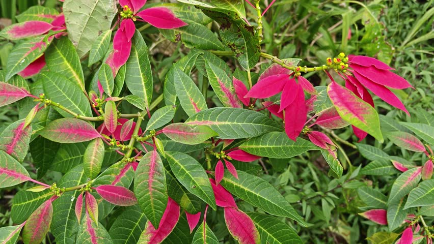Bright Pink and Green Tropical Foliage Leaves of a Wild Poinsettia Plant Close Up