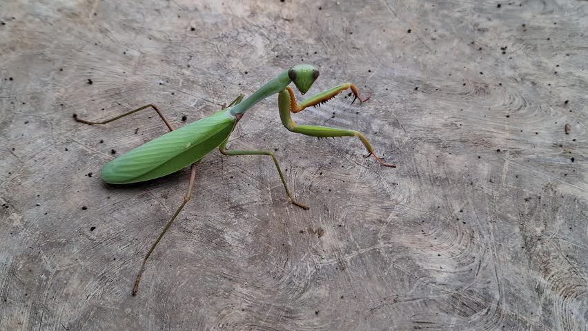 A close-up of praying mantis insect walking slowly across a rough concrete surface. Detailed close-up of a vibrant green predator exploring its environment.