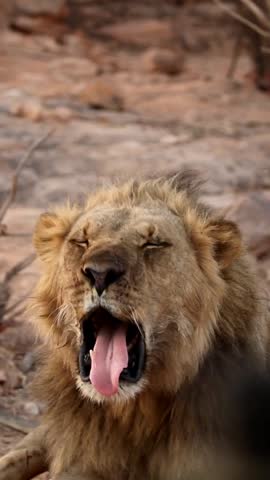 Majestic Wild African Male Lion in the African Wilderness
