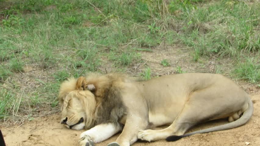 Majestic Wild African Male Lion in the African Wilderness
