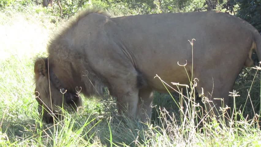 Majestic Wild African Male Lion in the African Wilderness
