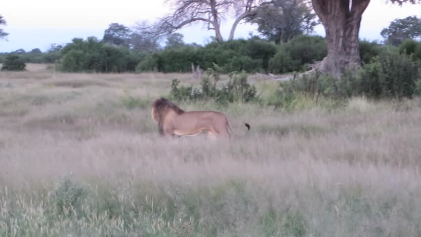 Majestic Wild African Male Lion in the African Wilderness
