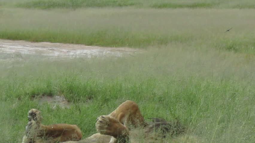 Majestic Wild African Male Lion in the African Wilderness
