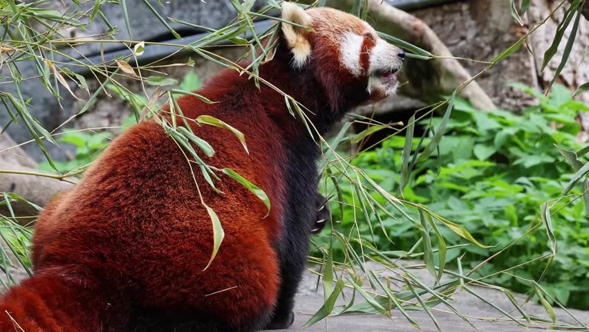 The red panda, Ailurus fulgens, also called the lesser panda and the red cat-bear sitting on a tree.