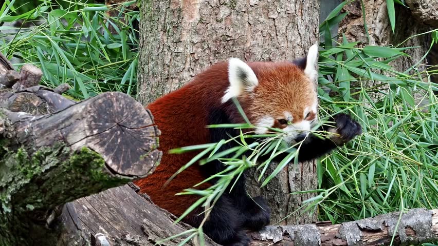 The red panda, Ailurus fulgens, also called the lesser panda and the red cat-bear sitting on a tree.