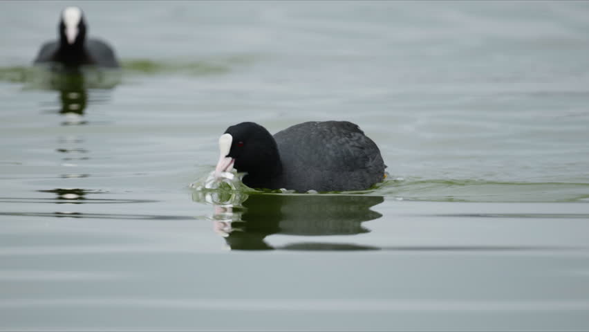 Eurasian coot paddles across still lake surface carrying a freshly caught fish in its beak.