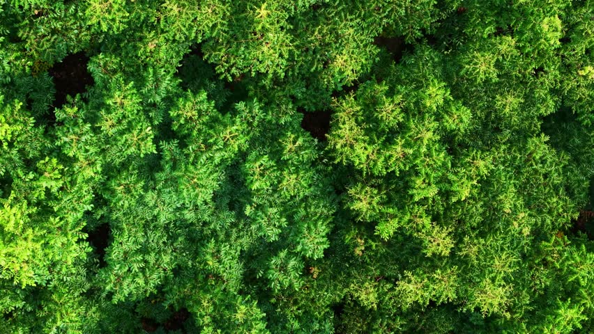 aerial view of dense forest canopy with green foliage