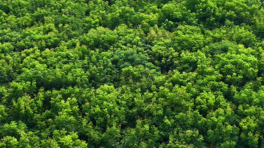 aerial view of dense forest canopy with green foliage