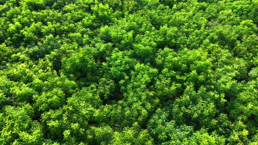 aerial view of dense forest canopy with green foliage
