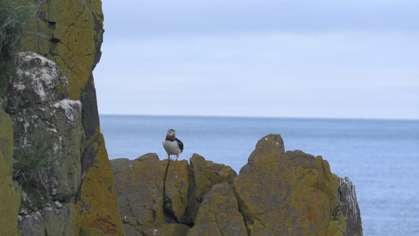 Atlantic Puffin Taking Flight from Mossy Rocks on an Icelandic Coastal Cliffside