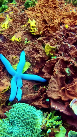 View of a vibrant blue starfish resting on a textured coral reef with colorful marine life in Bali, Indonesia.