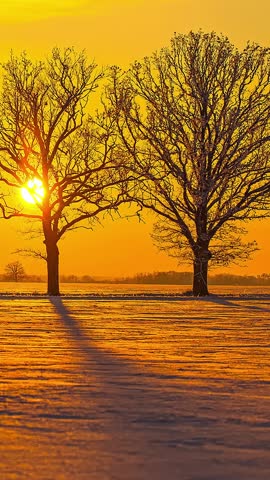 View of two bare trees standing in a snow-covered field during a vibrant golden sunset in Latvia.