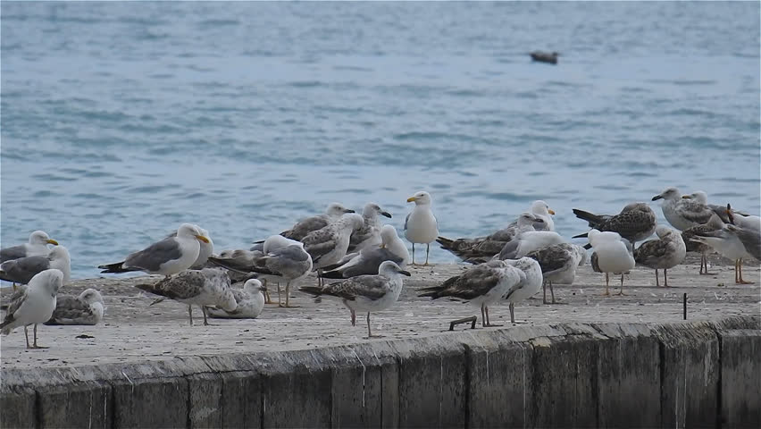 Large group of seagulls rests on the pier