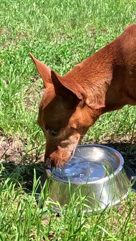 A red-coated dog with tall perked ears leans down to drink water from a metal bowl placed on green grass, lapping steadily with its tongue in bright natural daylight outdoors.