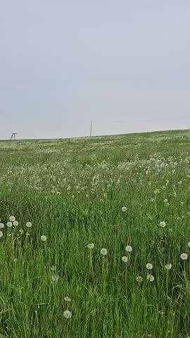 Beautiful green meadow full of white dandelions with a large wind turbine in the background