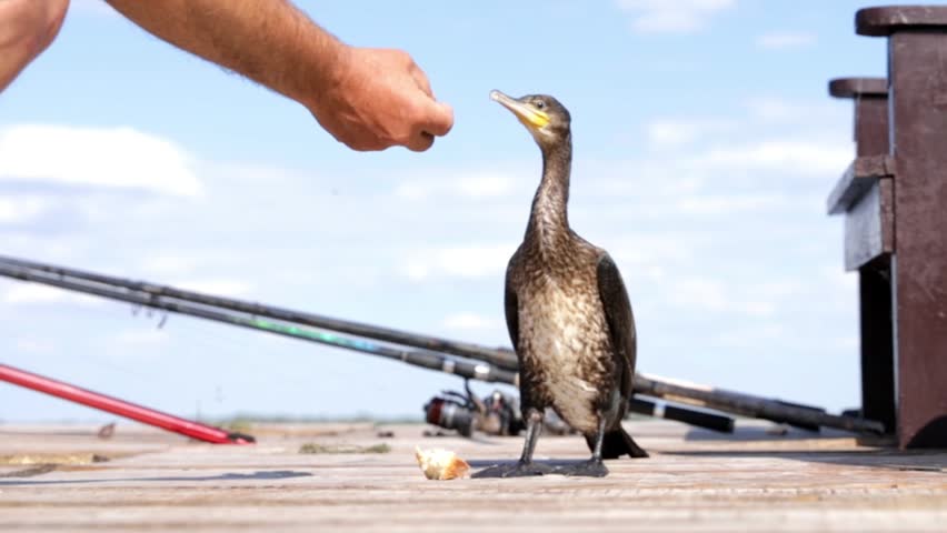A man feeds a wild great cormorant while sitting on a wooden fishing pier beside a calm lake on a sunny summer day. Peaceful interaction between a person and a wild water bird in a natural outdoor setting.