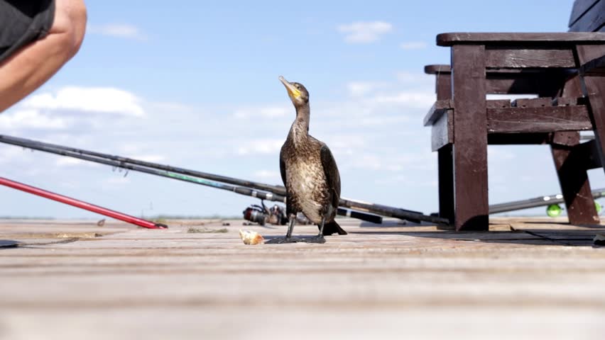 A man feeds a wild great cormorant while sitting on a wooden fishing pier beside a calm lake on a sunny summer day. Peaceful interaction between a person and a wild water bird in a natural outdoor setting.