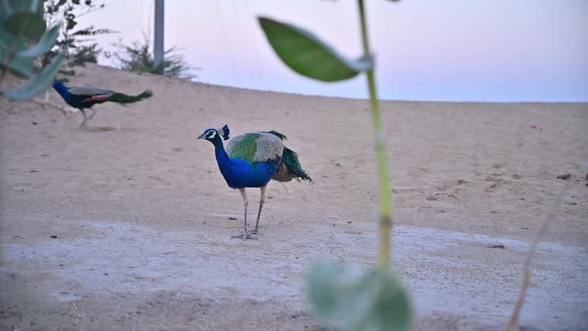 Indian peacock (Pavo cristatus) eating seeds from the ground, 4k video