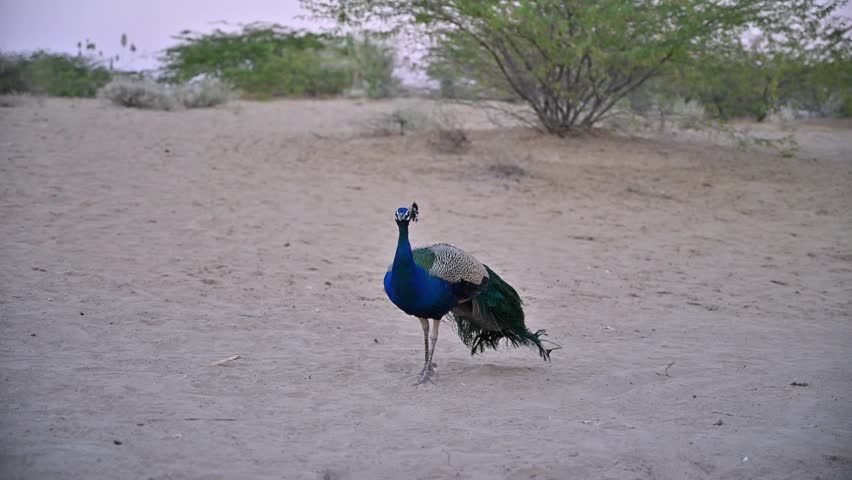 Indian peacock feeding on sandy ground, 4k footage