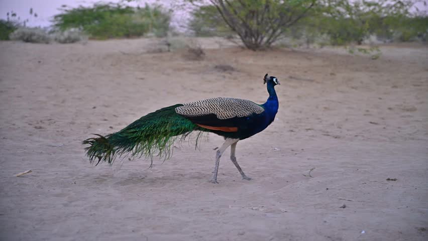 Indian peacock (Pavo cristatus) eating seeds from the sandy ground