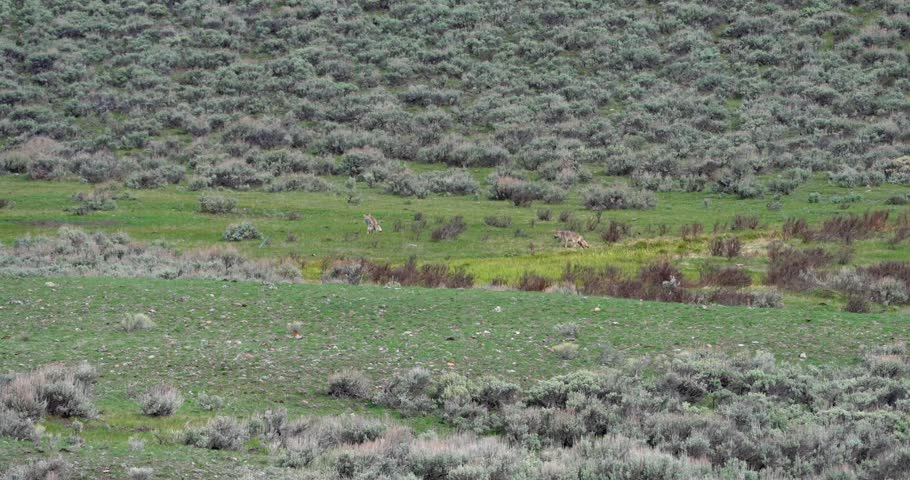Wide shot of two coyotes walking through an open valley before pausing to scent mark. Wildlife footage documenting natural territorial behavior in a North American landscape.
