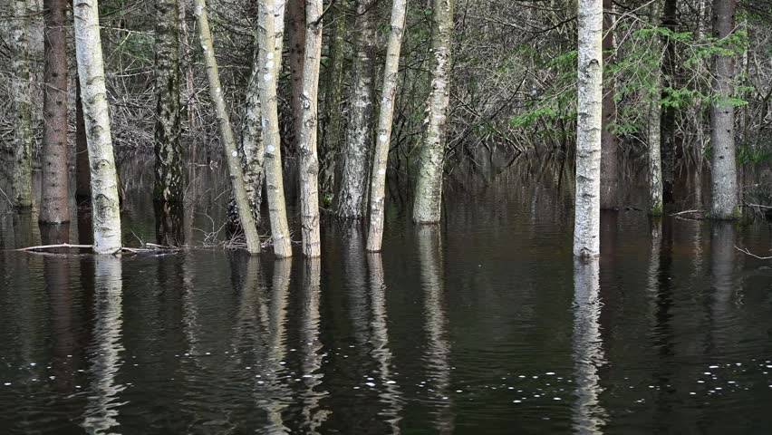 View of birch trees standing in dark water in a flooded forest in Inseros, Vastra Gotaland, Sweden.