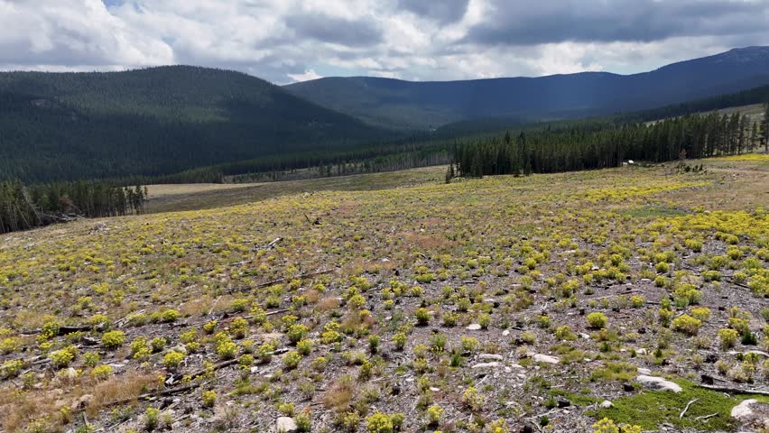 A drone shot of forests, wildflowers, and meadows in the Bighorn Mountains of Wyoming