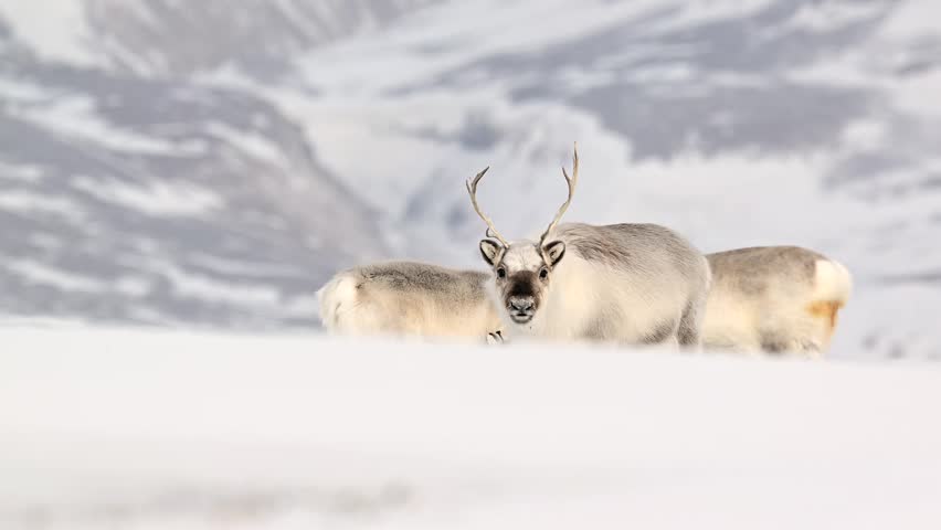 View of an Arctic reindeer with antlers standing in a vast snowy landscape in Greenland.