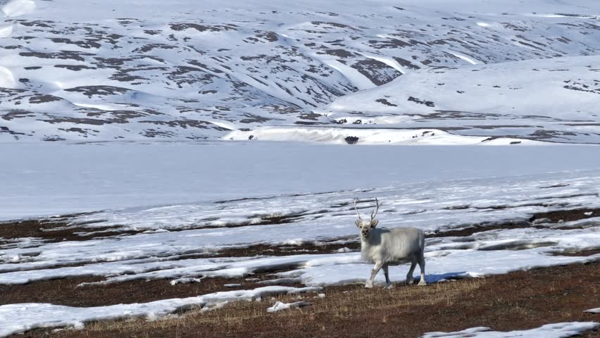 View of an Arctic Peary caribou standing on the snowy, barren tundra landscape in the remote wilderness of Greenland.
