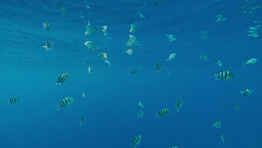 School of Indo-Pacific Five-banded Sergeant, Abudefduf vaigiensis swimming in the blue water and feeding beneath its surface and mirroring in it, under bright sunlight in a calm sea