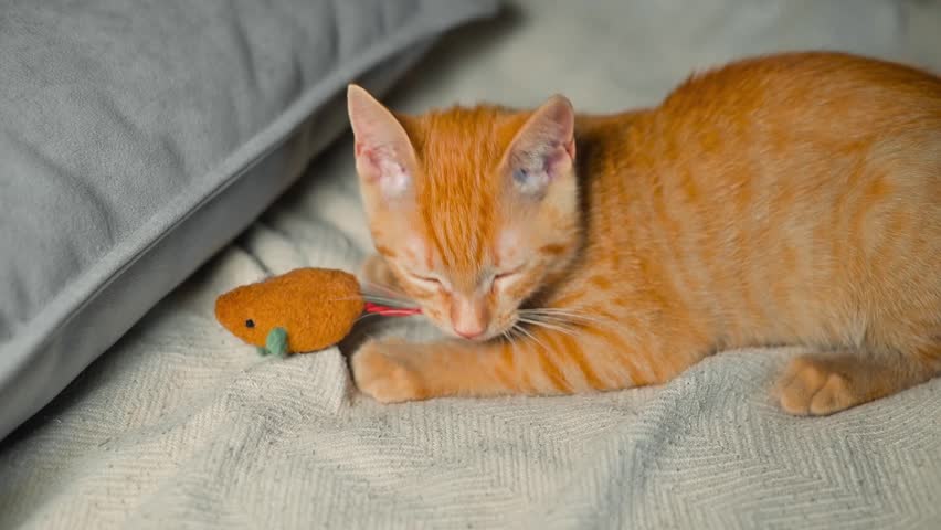 A young orange tabby cat interacts with a small toy mouse on a soft blanket indoors. The cat shows playful behavior while pouncing and exploring the toy.