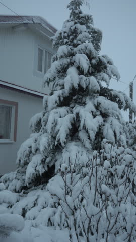 Winter landscape of a cozy country house surrounded by snowy evergreens, Heavy snowfall in the courtyard of a residential house with spruce trees