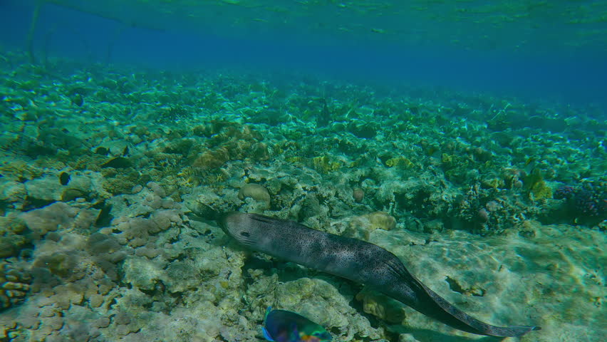 Woman wearing a snorkel mask swims along the water surface on the shallow, unaware that Giant Moray, Gymnothorax javanicus is swimming below her, in the bright glare of the midday sun