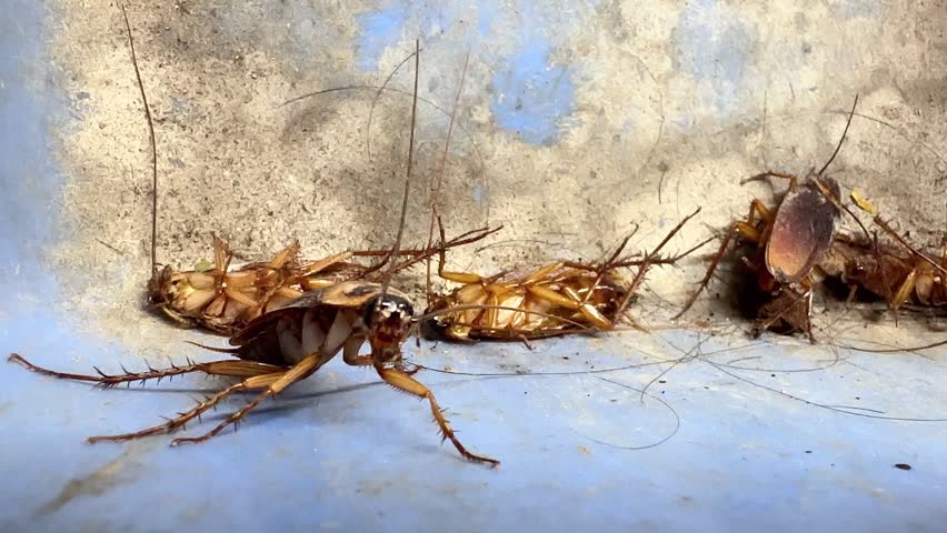 Close-up slow-motion video of American cockroaches crawling and dying inside a house, showing a dirty pest infestation problem with insects moving on a blue plastic dustpan background.