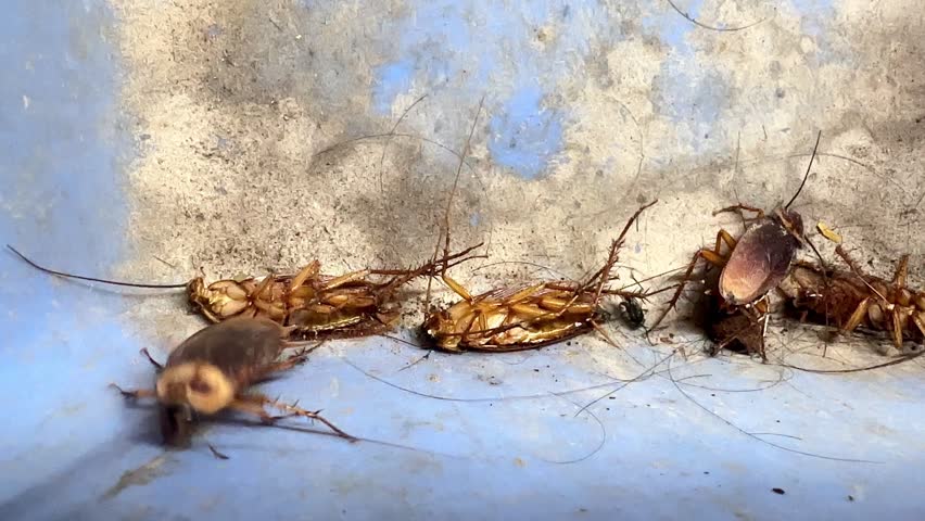 Close-up slow-motion video of American cockroaches crawling and dying inside a house, showing a dirty pest infestation problem with insects moving on a blue plastic dustpan background.