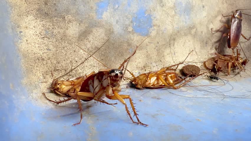 Close-up slow-motion video of American cockroaches crawling and dying inside a house, showing a dirty pest infestation problem with insects moving on a blue plastic dustpan background.