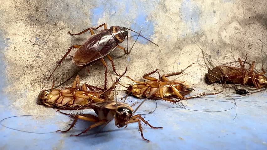 Close-up slow-motion video of American cockroaches crawling and dying inside a house, showing a dirty pest infestation problem with insects moving on a blue plastic dustpan background.