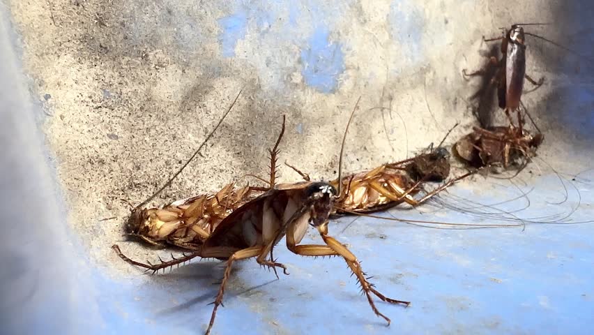 Close-up slow-motion video of American cockroaches crawling and dying inside a house, showing a dirty pest infestation problem with insects moving on a blue plastic dustpan background.