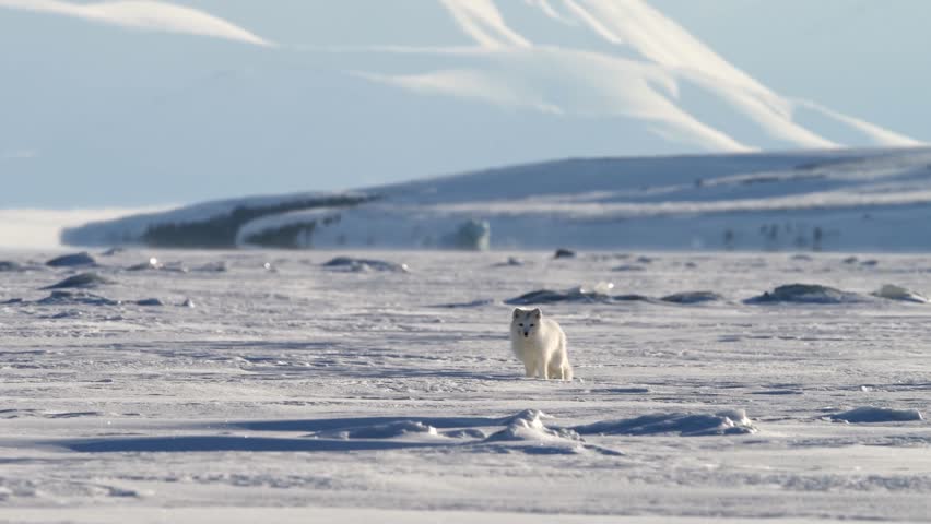 View of an arctic fox walking across a vast, snow-covered landscape with distant mountains under a clear sky in Iceland.