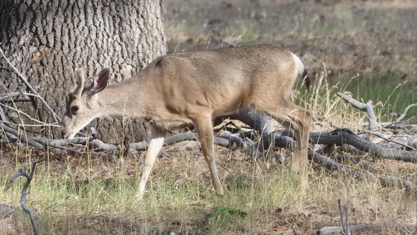 A young mule deer buck (Odocoileus hemionus) in velvet grazes at the base of a large oak tree in slow motion in Lassen County, California