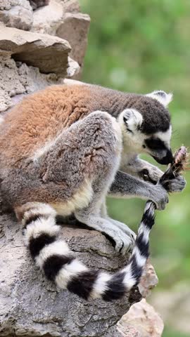 Approaching a lemur licking its tail