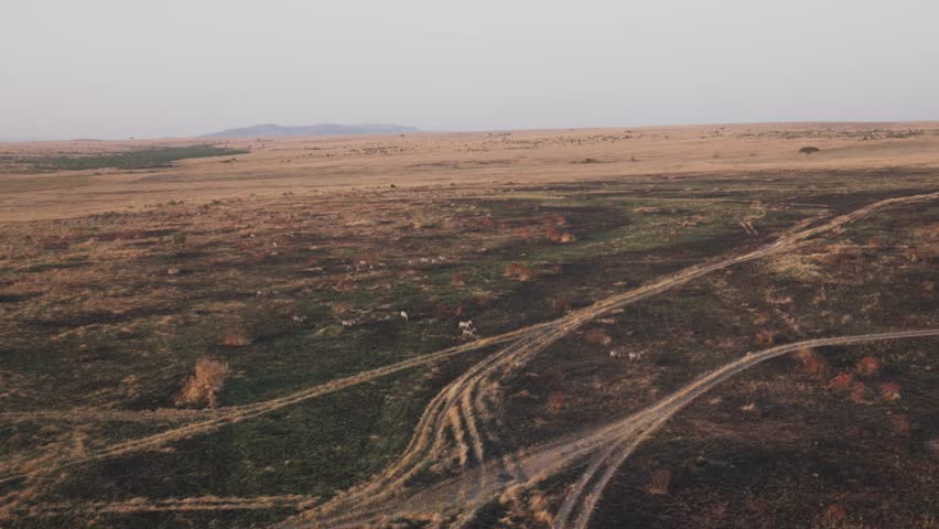 Wide landscape view of Kenyan natural wildlife reserve in Masai Maasai Mara in southwest Kenya, Africa from aerial safari perspective as sun rises above animals with Serengeti mountains in distance 4k