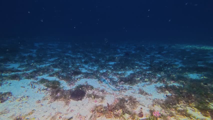 Little shark -catshark- swimming over a deep seabed