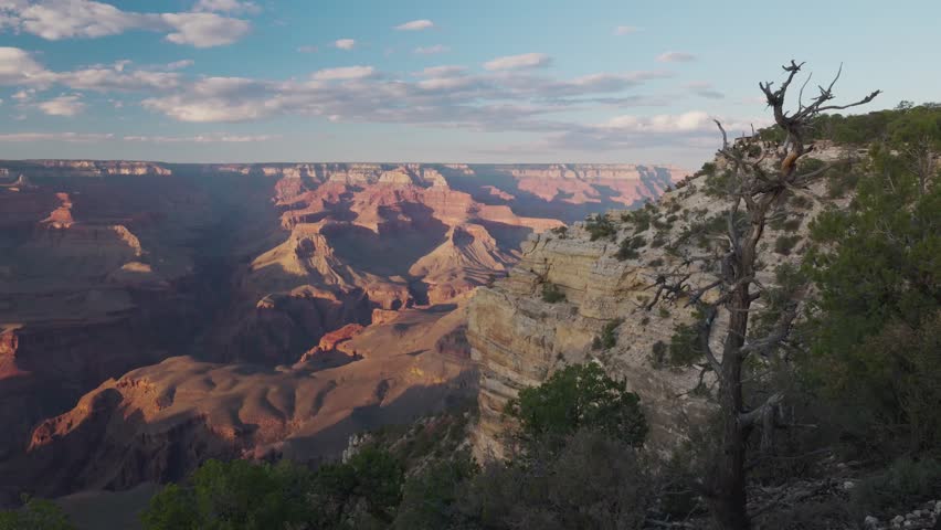 Grand Canyon panoramic view featuring vast geological stone formations and a solitary dead tree in the foreground captured during a bright sunny day