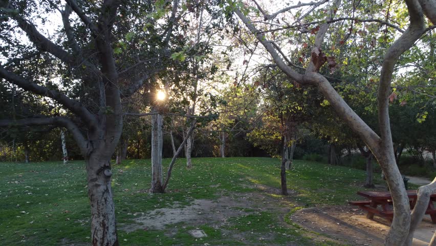 A Calm park landscape with green grass, scattered trees and sunlight shining through branches