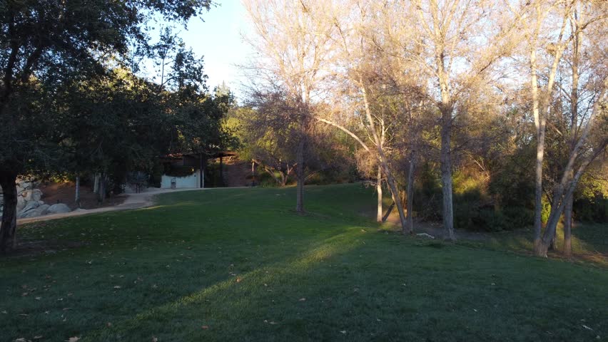 A Calm park landscape with green grass, scattered trees and sunlight shining through branches