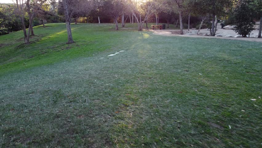 A Calm park landscape with green grass, scattered trees and sunlight shining through branches