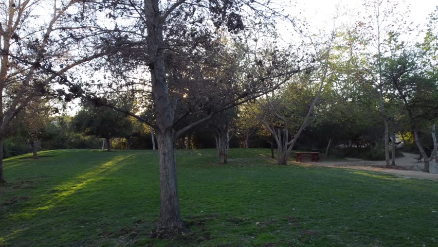 A Calm park landscape with green grass, scattered trees and sunlight shining through branches