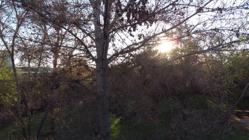A Calm park landscape with green grass, scattered trees and sunlight shining through branches