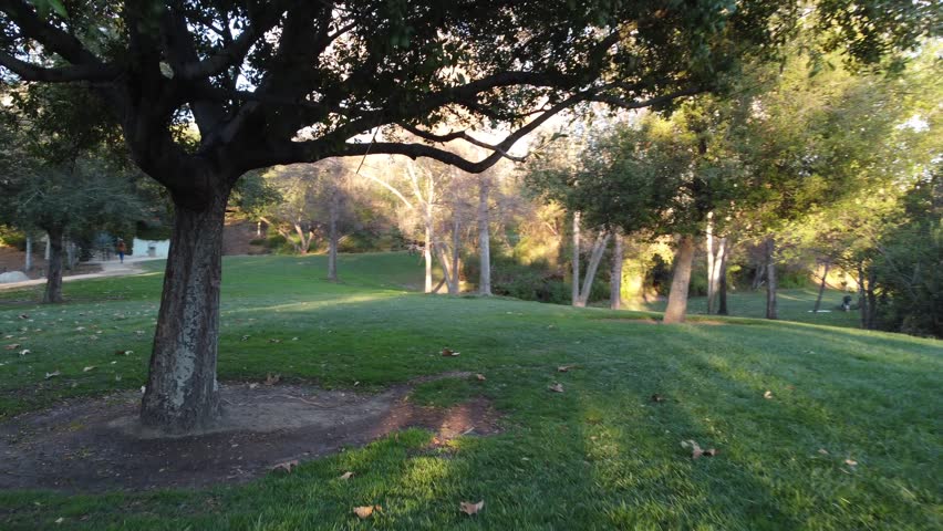 A Calm park landscape with green grass, scattered trees and sunlight shining through branches